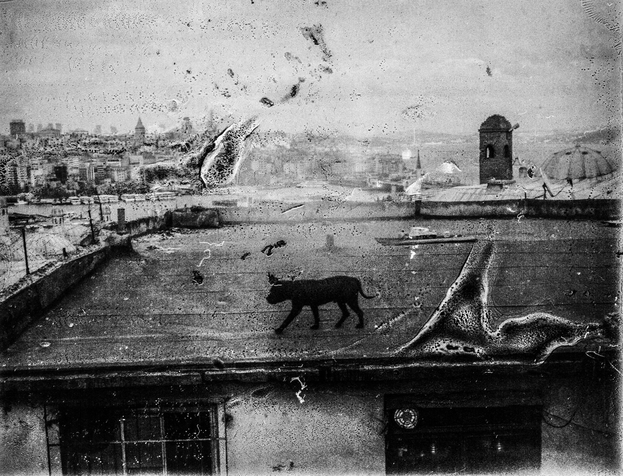 Et tag hvor der er er en hund, billedet er falmet og ødelagt, taget af Esa Ylijaasko